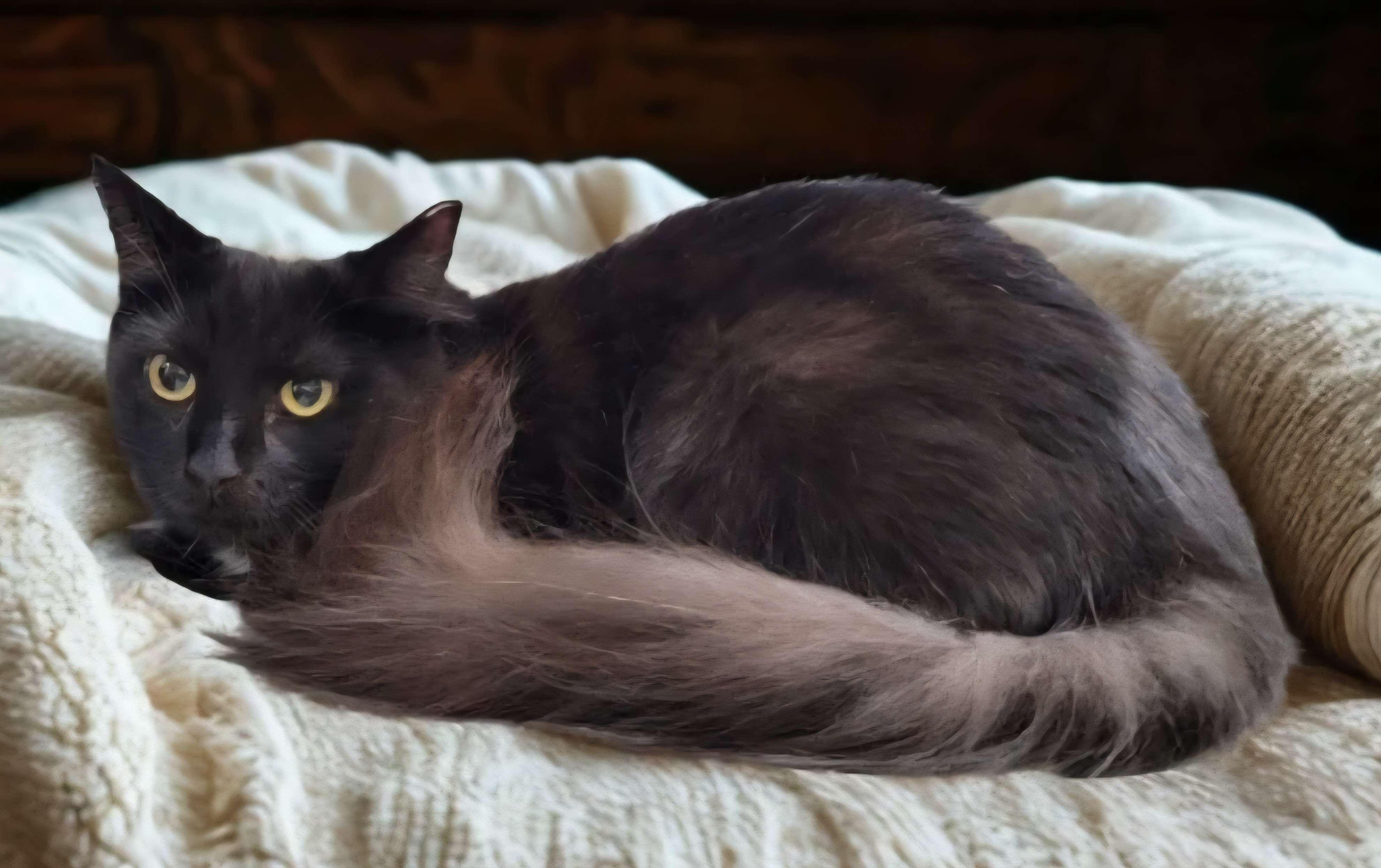 Noor, Adoptable, Young Female American Shorthair.