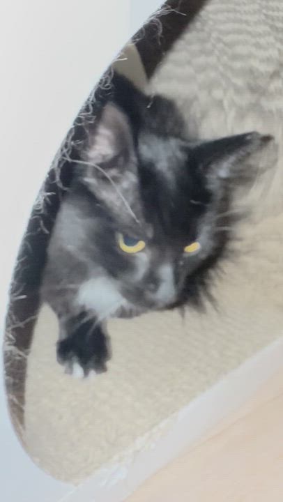 Enlarge Noor, a Adoptable American Shorthair in North Bergen, NJ video 6/6