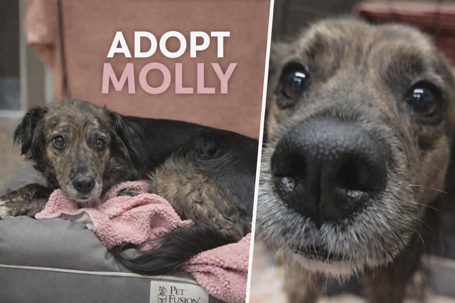 Enlarge Molly, an adoption pending Mixed Breed in Somerset, NJ image 3/3