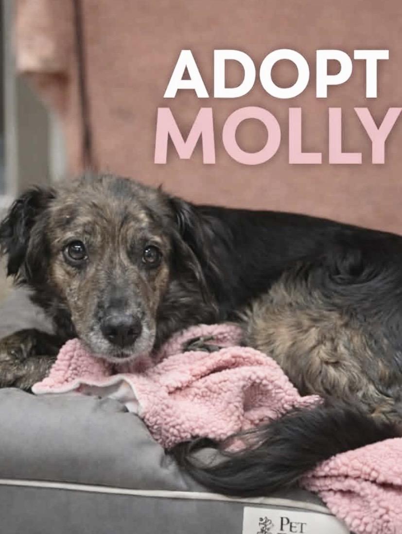 Enlarge Molly, an adoption pending Mixed Breed in Somerset, NJ image 2/3