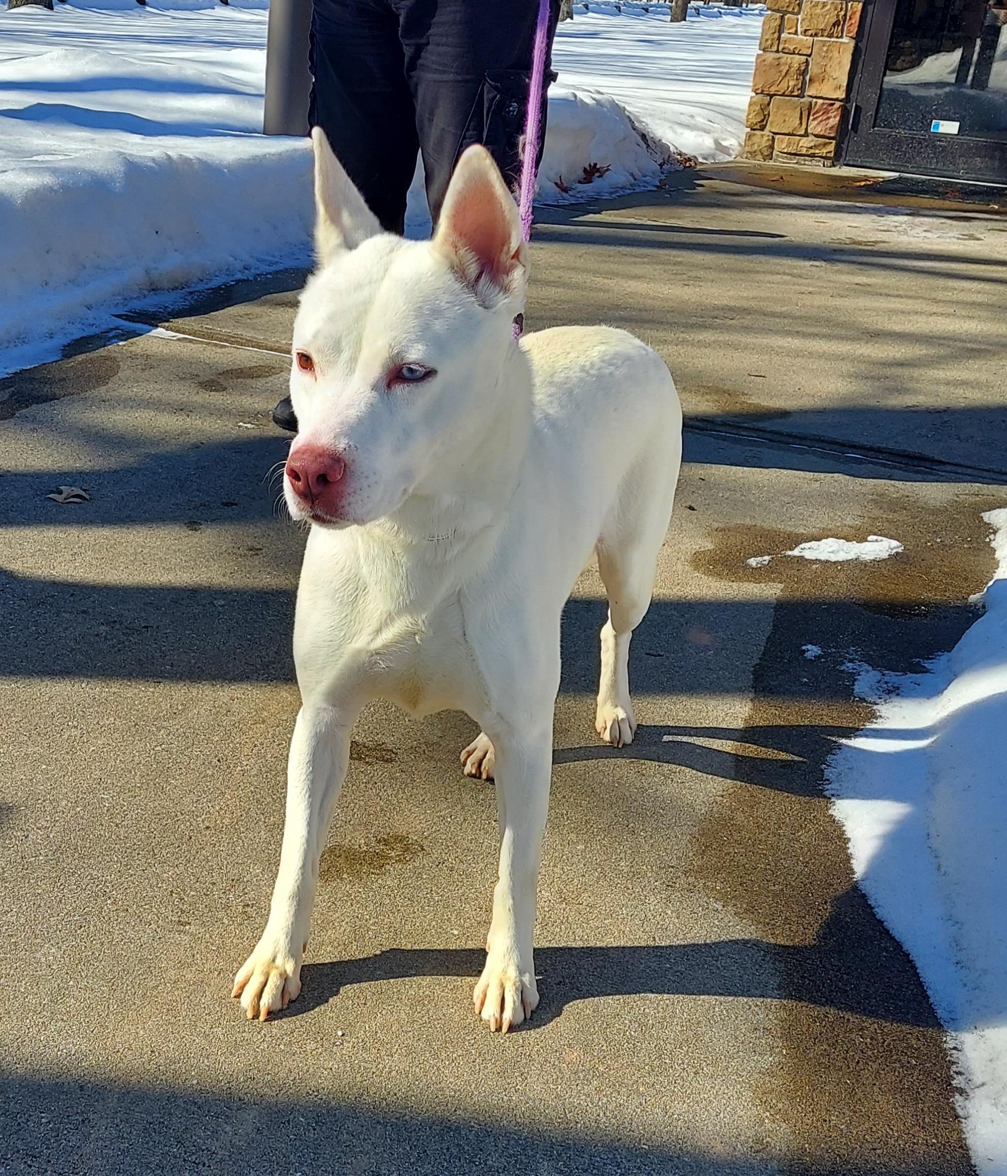 #23, ADOPTABLE, Adult Female Siberian Husky.
