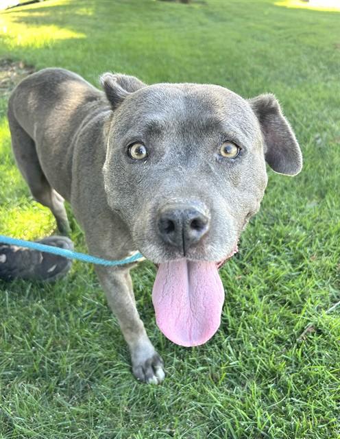 Enlarge IRIS, a Adoptable Pit Bull Terrier in Sacramento, CA image 1/1
