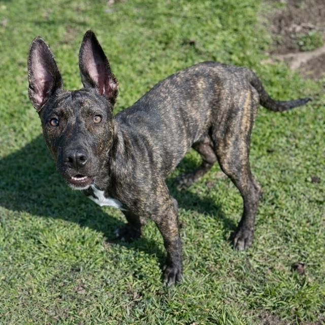 MORRISSEY — thumbnail 2