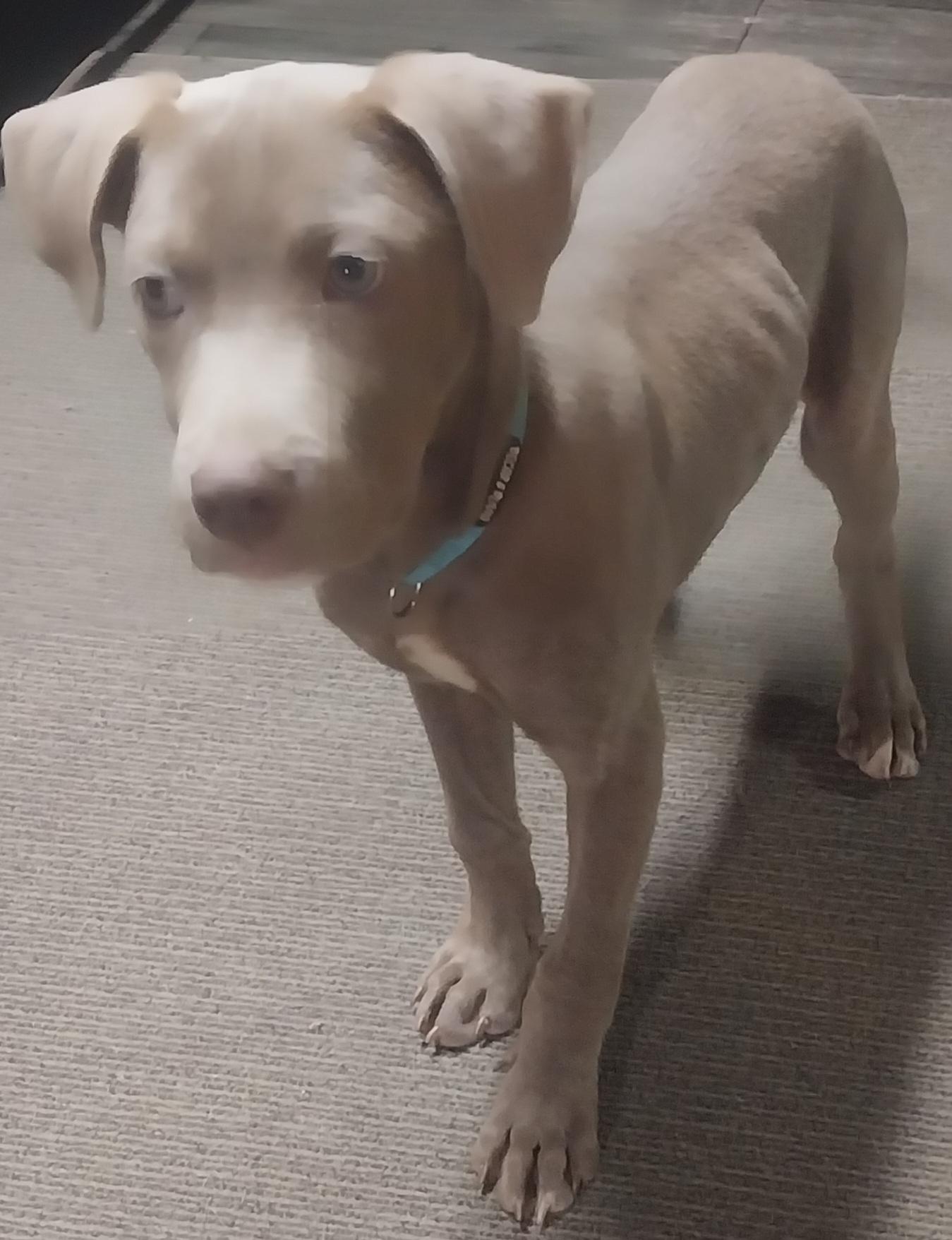 NASH, an adopted mixed breed in Louisville, OH image 3/3