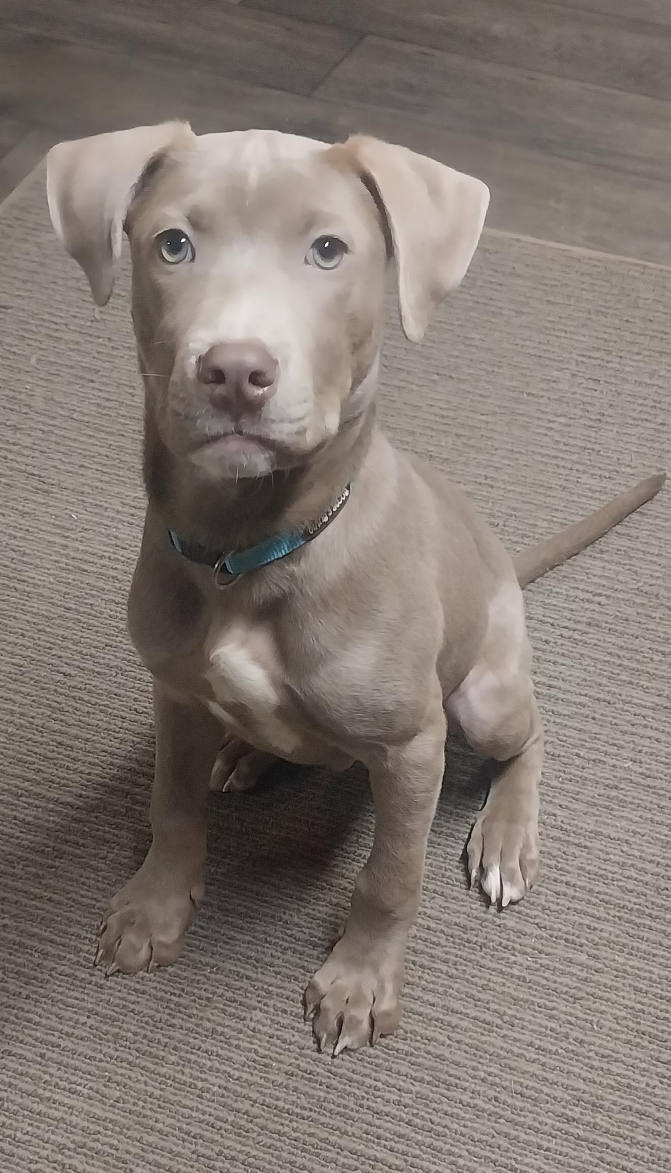 NASH, adopted, Puppy Male Labrador Retriever.