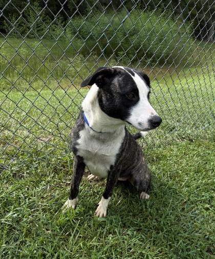 Gracie, Adoptable, Puppy Female Siberian Husky & Mixed Breed.