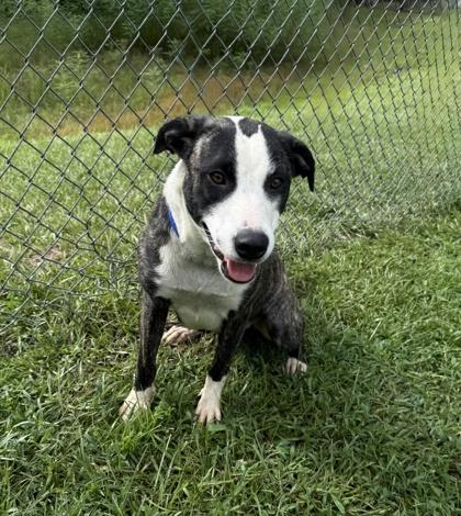 Enlarge Gracie, a Adoptable mixed breed in Conway, SC image 2/3