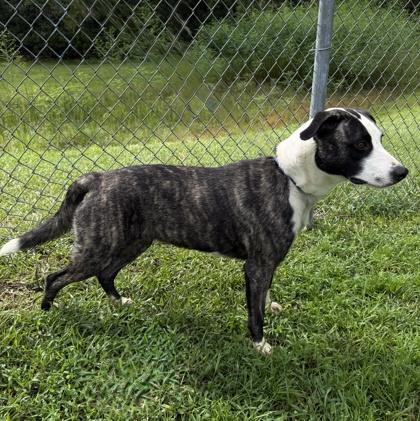 Enlarge Gracie, a Adoptable mixed breed in Conway, SC image 3/3