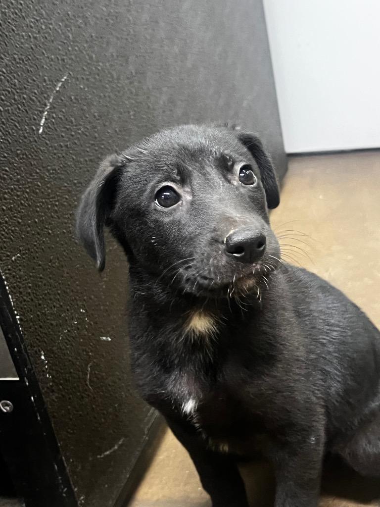 Enlarge Billie, a Adoptable mixed breed in Douglasville, GA image 1/1