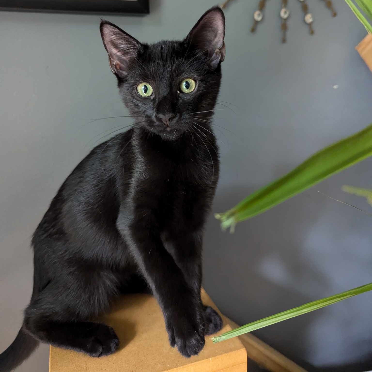 Enlarge Bartok, a Adopted Domestic Short Hair in Richmond, VA image 1/2