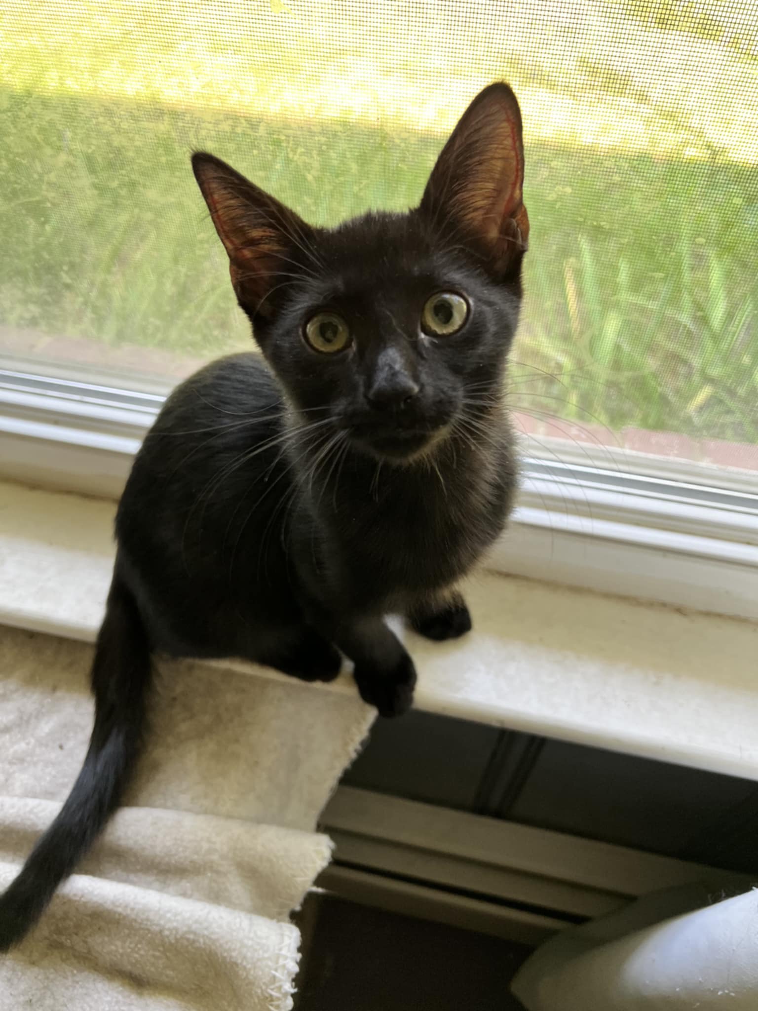 Enlarge Bartok, a Adopted Domestic Short Hair in Richmond, VA image 2/2