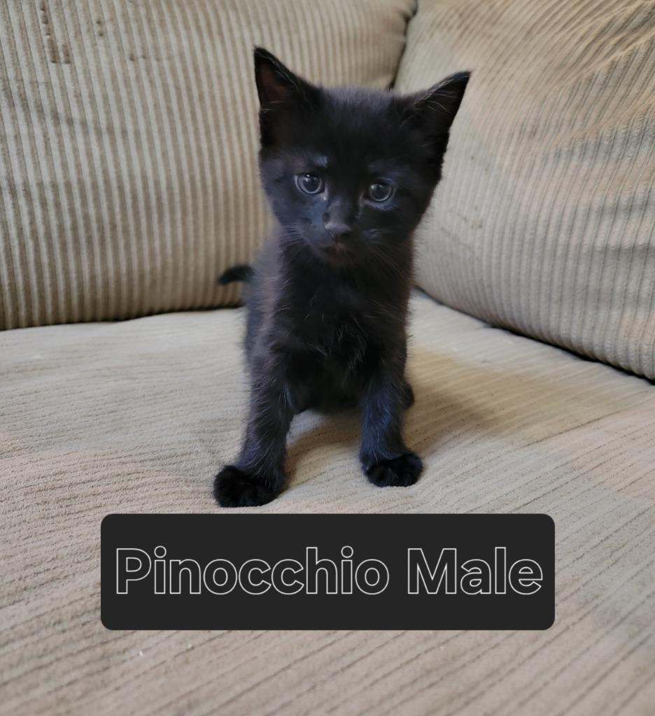 Enlarge Pinocchio, a Adopted mixed breed in Hoover , AL image 1/1