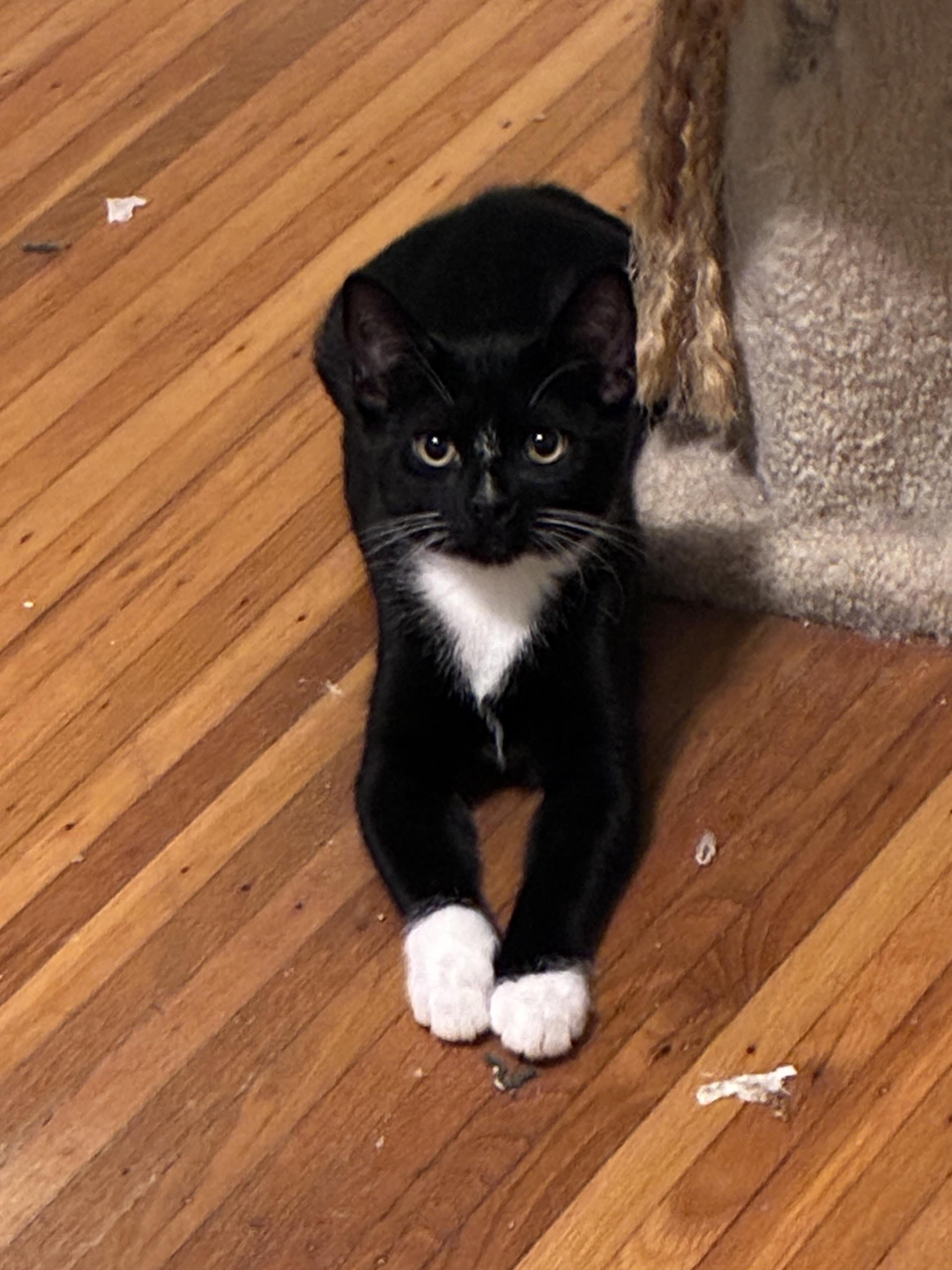 Enlarge Kelvin, a Adoptable Domestic Short Hair in Penfield, NY image 4/6
