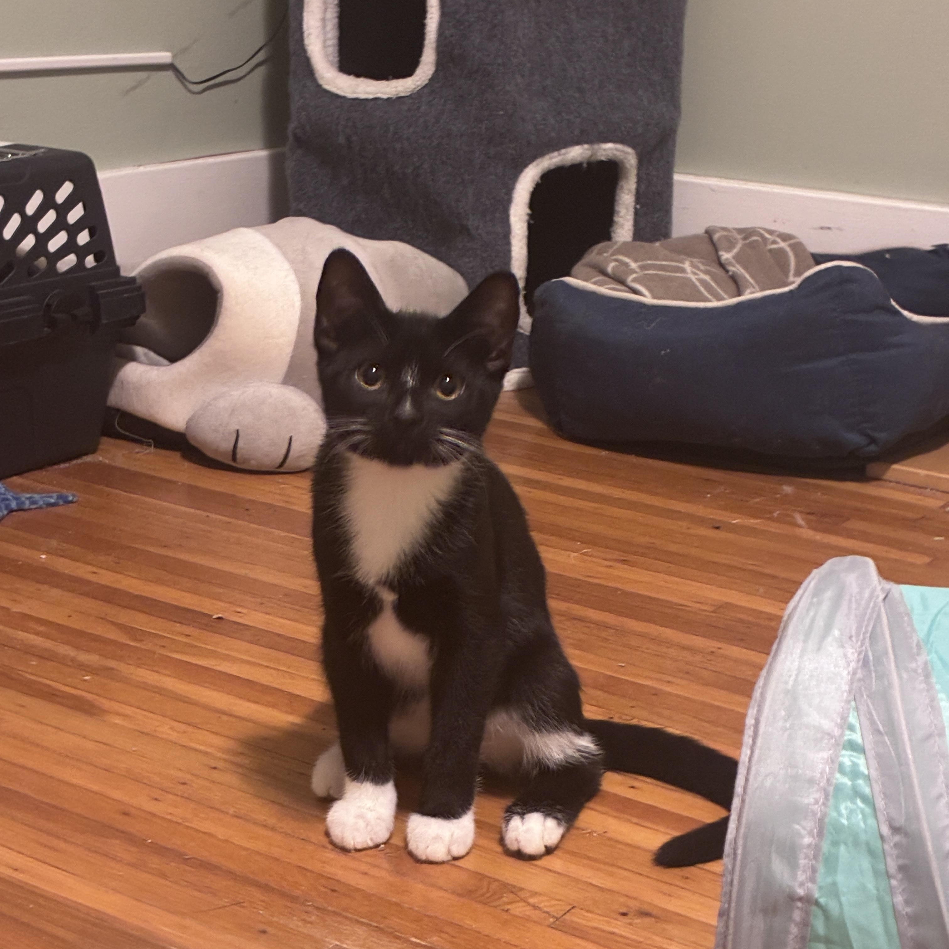 Enlarge Kelvin, a Adoptable Domestic Short Hair in Penfield, NY image 6/6