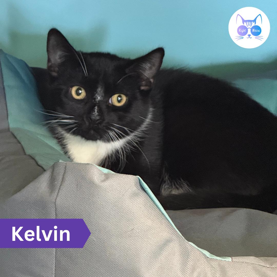 Kelvin, Adoptable, Young Male Domestic Short Hair.