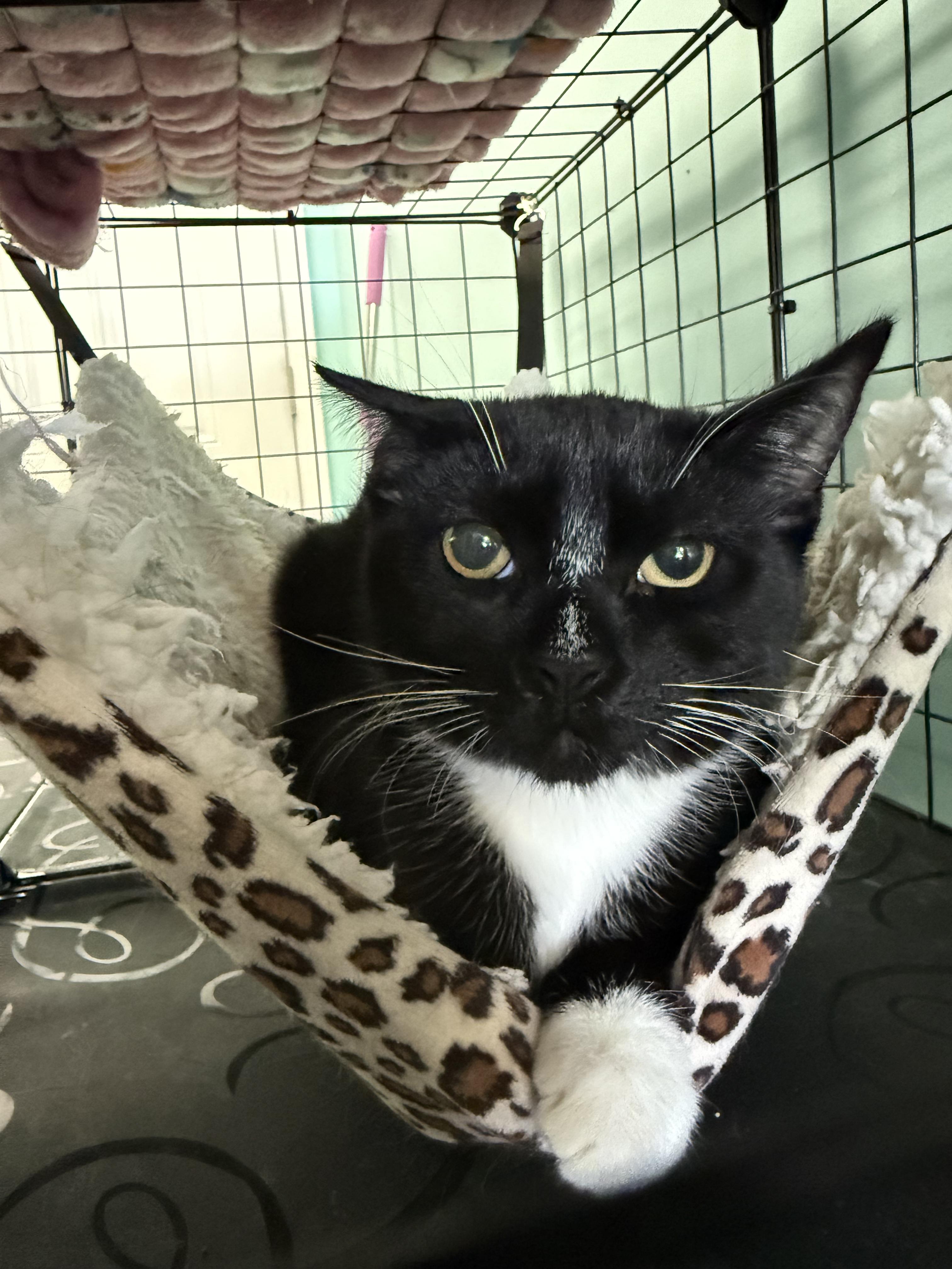 Enlarge Kelvin, a Adoptable Domestic Short Hair in Penfield, NY image 5/6