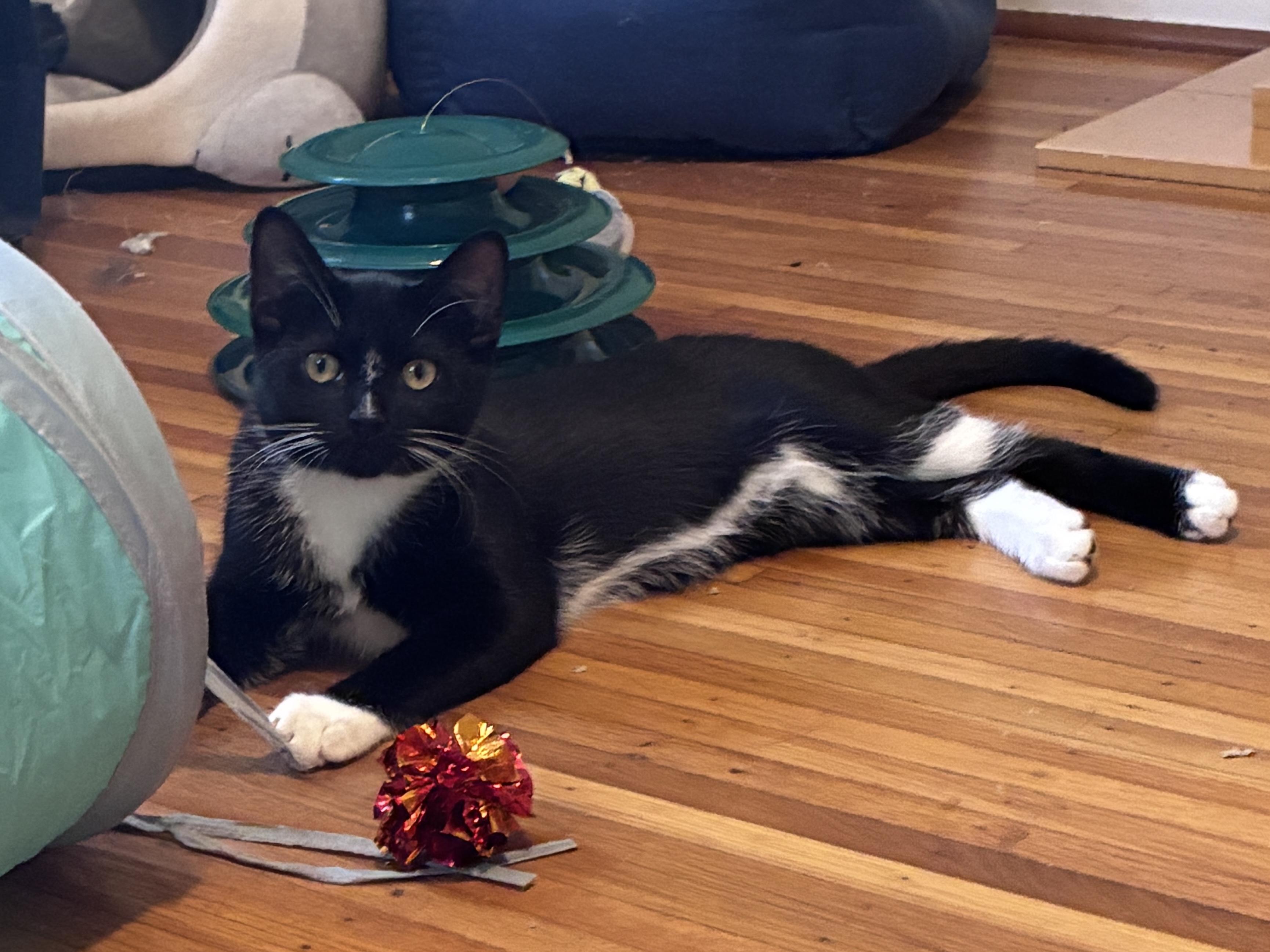 Enlarge Kelvin, a Adoptable Domestic Short Hair in Penfield, NY image 3/6