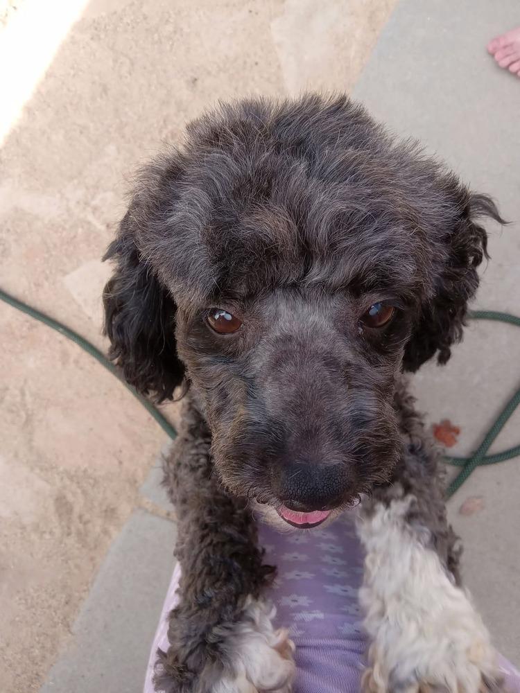 Shirley, Adoptable, Adult Female Poodle.