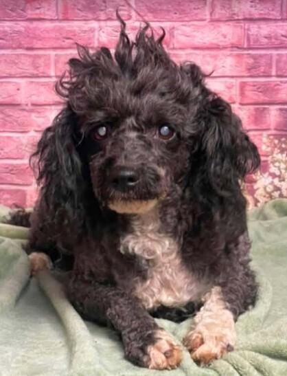 Shirley, a Adoptable mixed breed in Parker, CO image 2/2