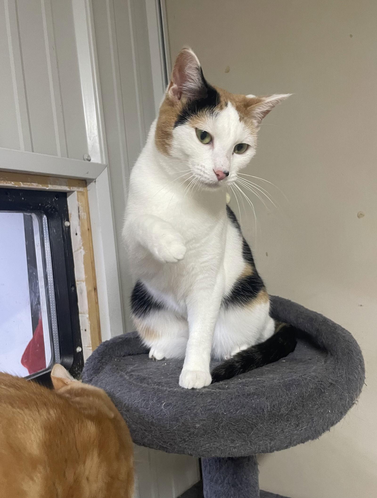 Dolly, Adoptable, Adult Female Calico & Domestic Short Hair.