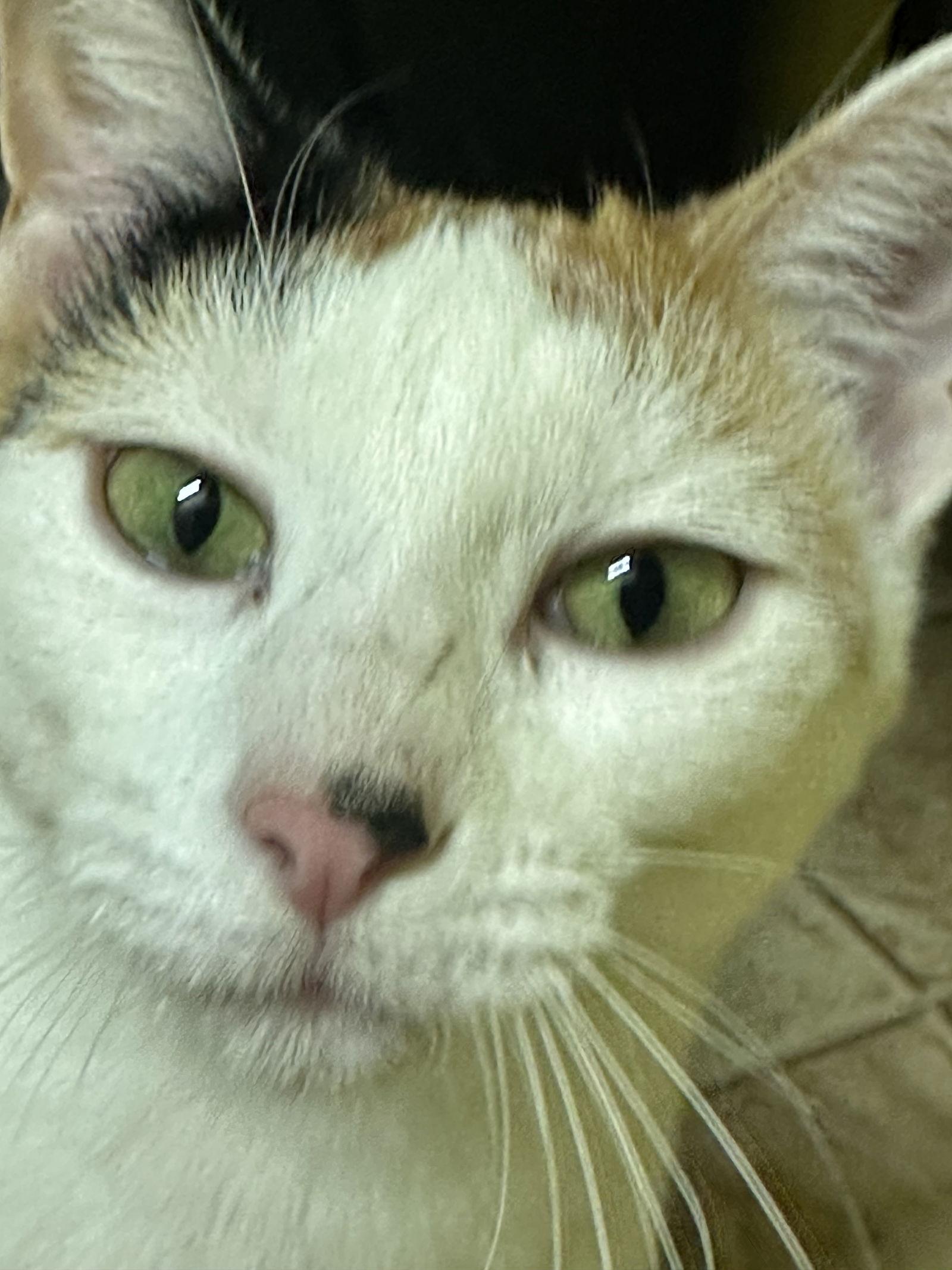 Dolly, Adoptable, Adult Female Calico & Domestic Short Hair.