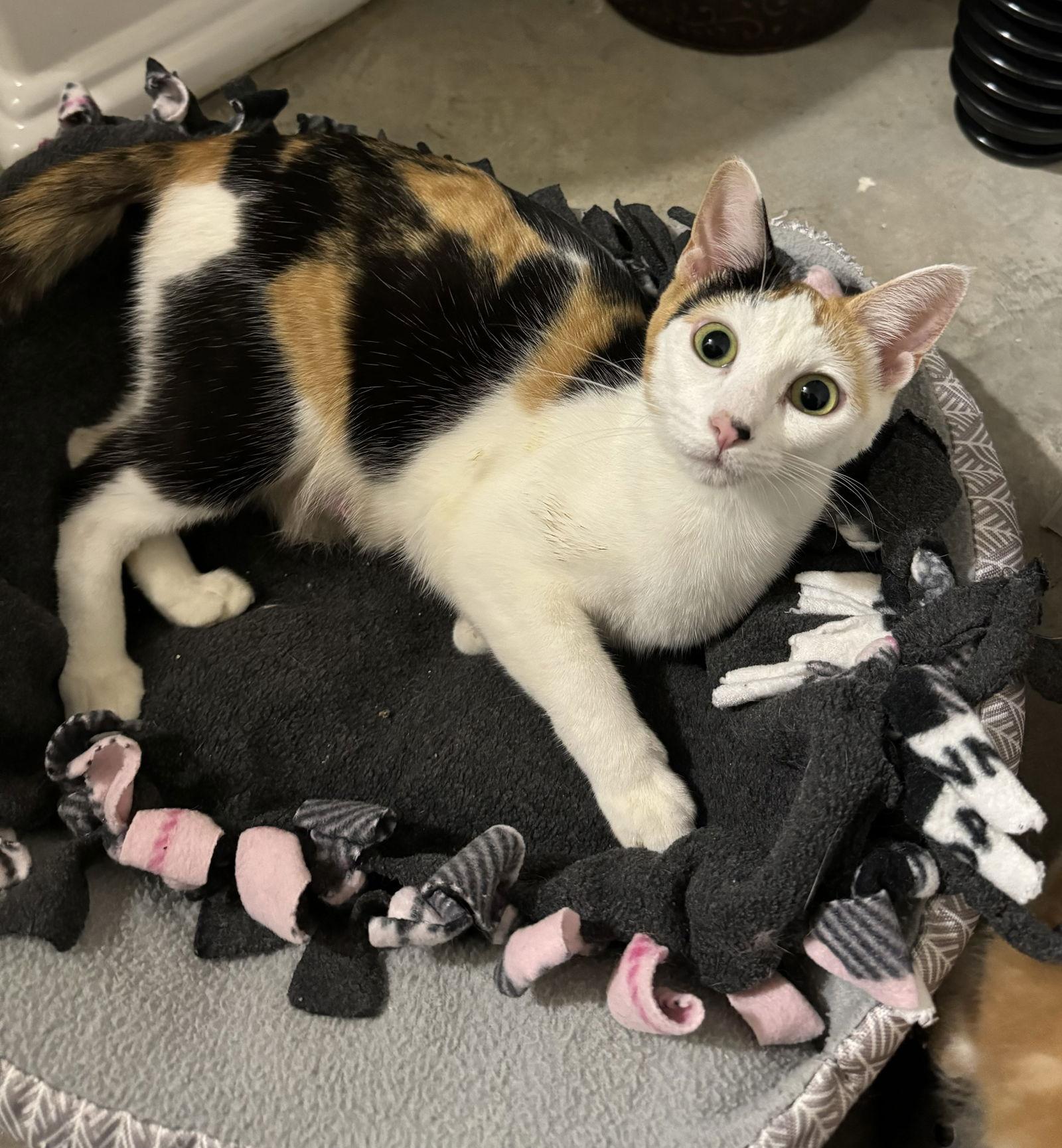 Dolly, a Adoptable mixed breed in Stover, MO image 2/2