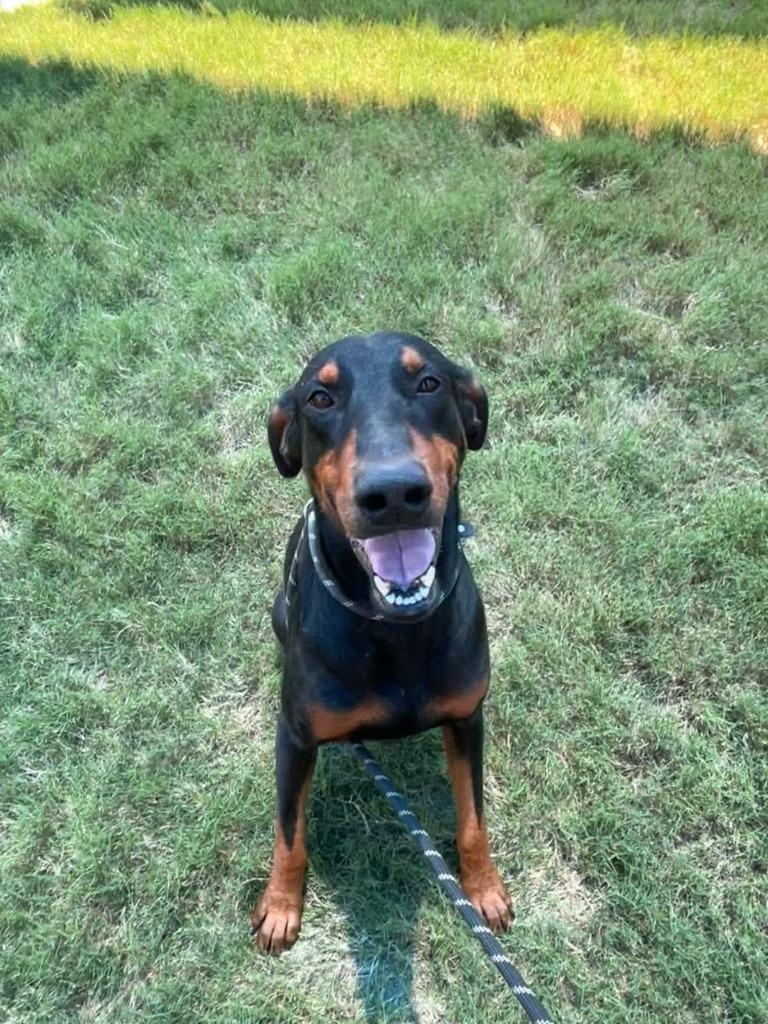 Enlarge Ruger, a Adoptable Doberman Pinscher in Fort Stockton, TX image 1/1