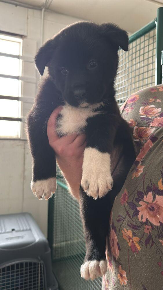 Enlarge Julianne, a Adoptable mixed breed in Calgary, AB image 2/2