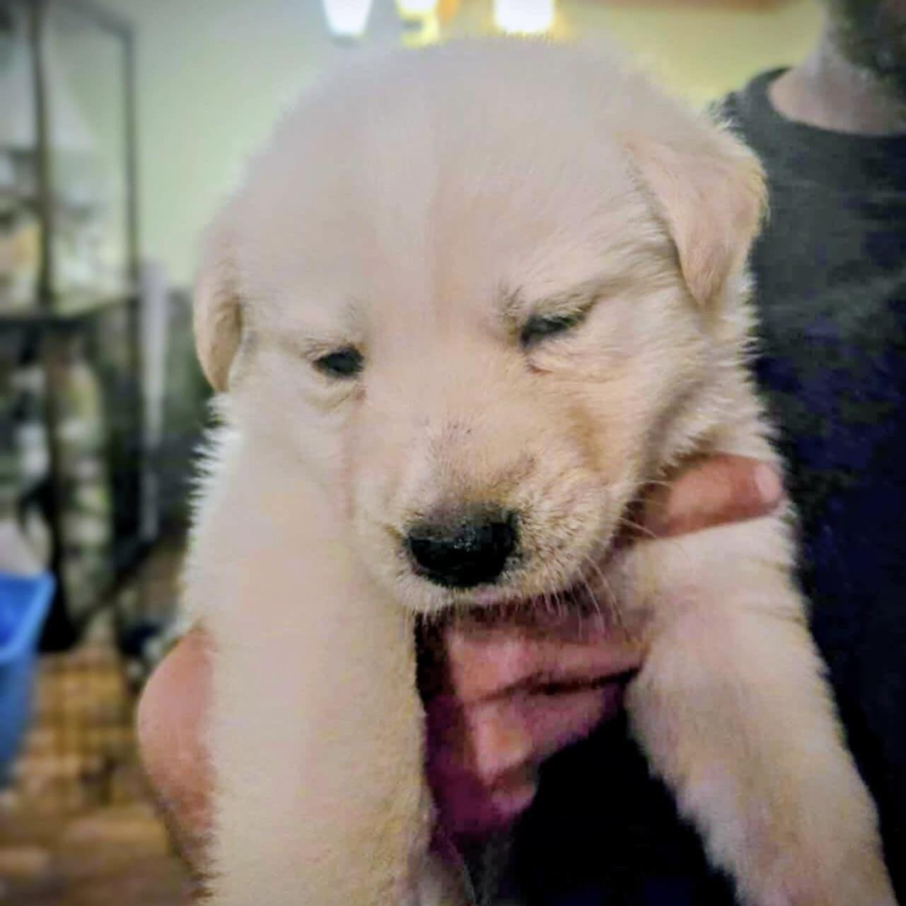 Chronos (20251010-07)