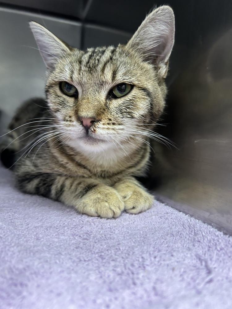 Enlarge Pearl, a Adopted Domestic Short Hair in Ontario, CA image 1/1