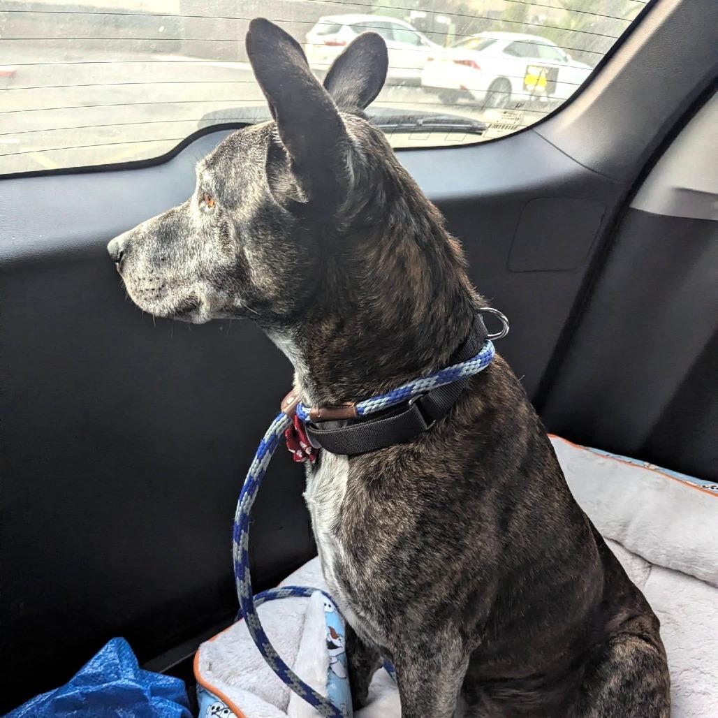 Jack, Adoptable, Senior Male Labrador Retriever.