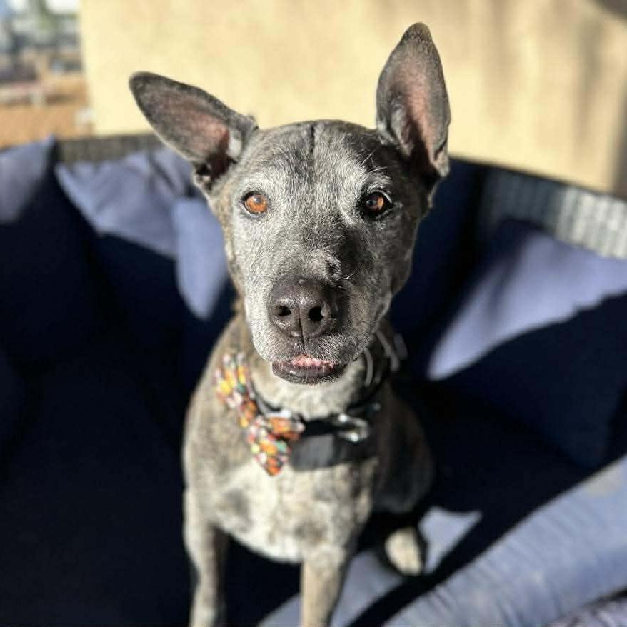 Enlarge Jack, a Adoptable Labrador Retriever in Ramona, CA image 2/6