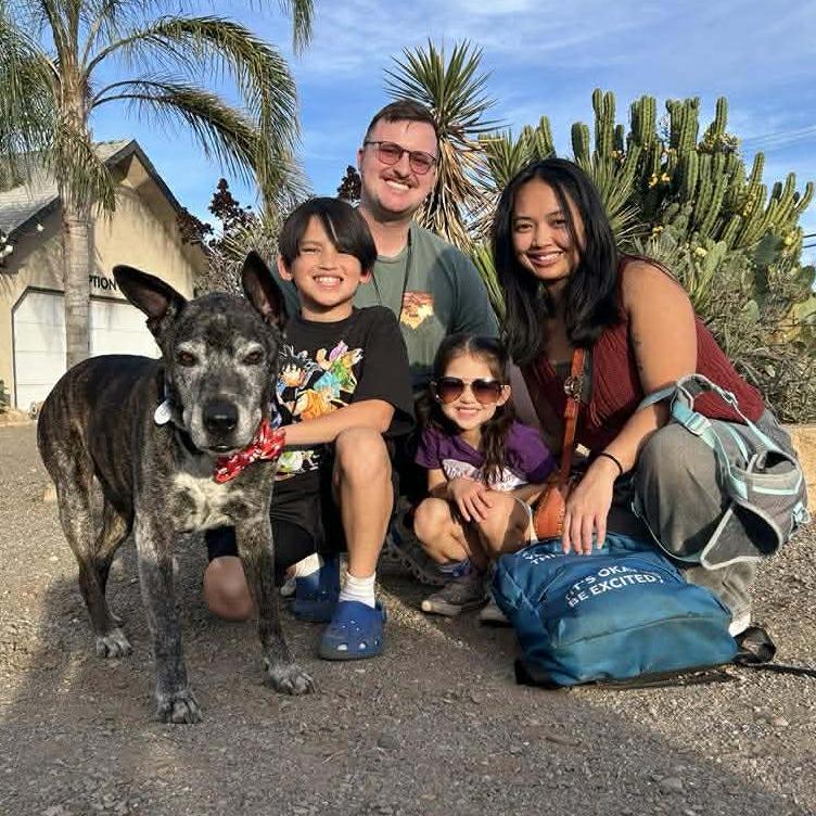 Enlarge Jack, a Adoptable Labrador Retriever in Ramona, CA image 3/6