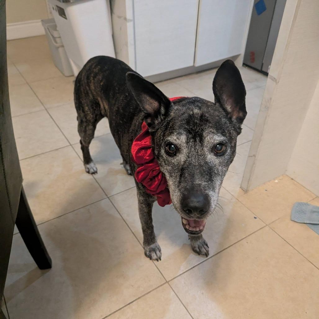 Enlarge Jack, a Adoptable Labrador Retriever in Ramona, CA image 4/6