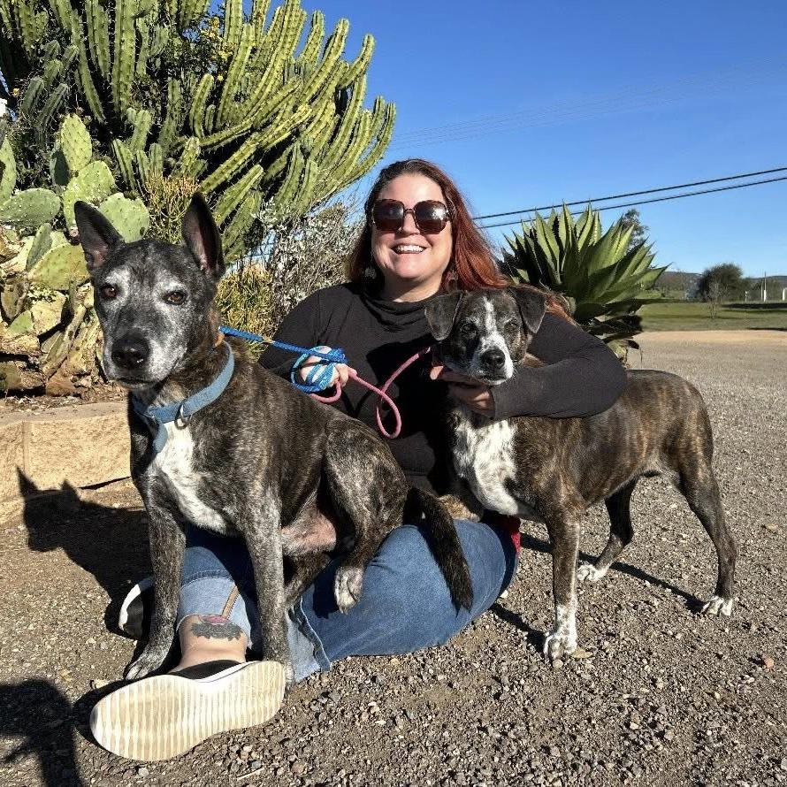 Enlarge Jack, a Adoptable Labrador Retriever in Ramona, CA image 5/6