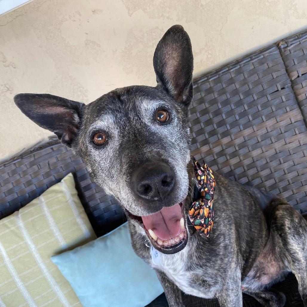 Enlarge Jack, a Adoptable Labrador Retriever in Ramona, CA image 6/6
