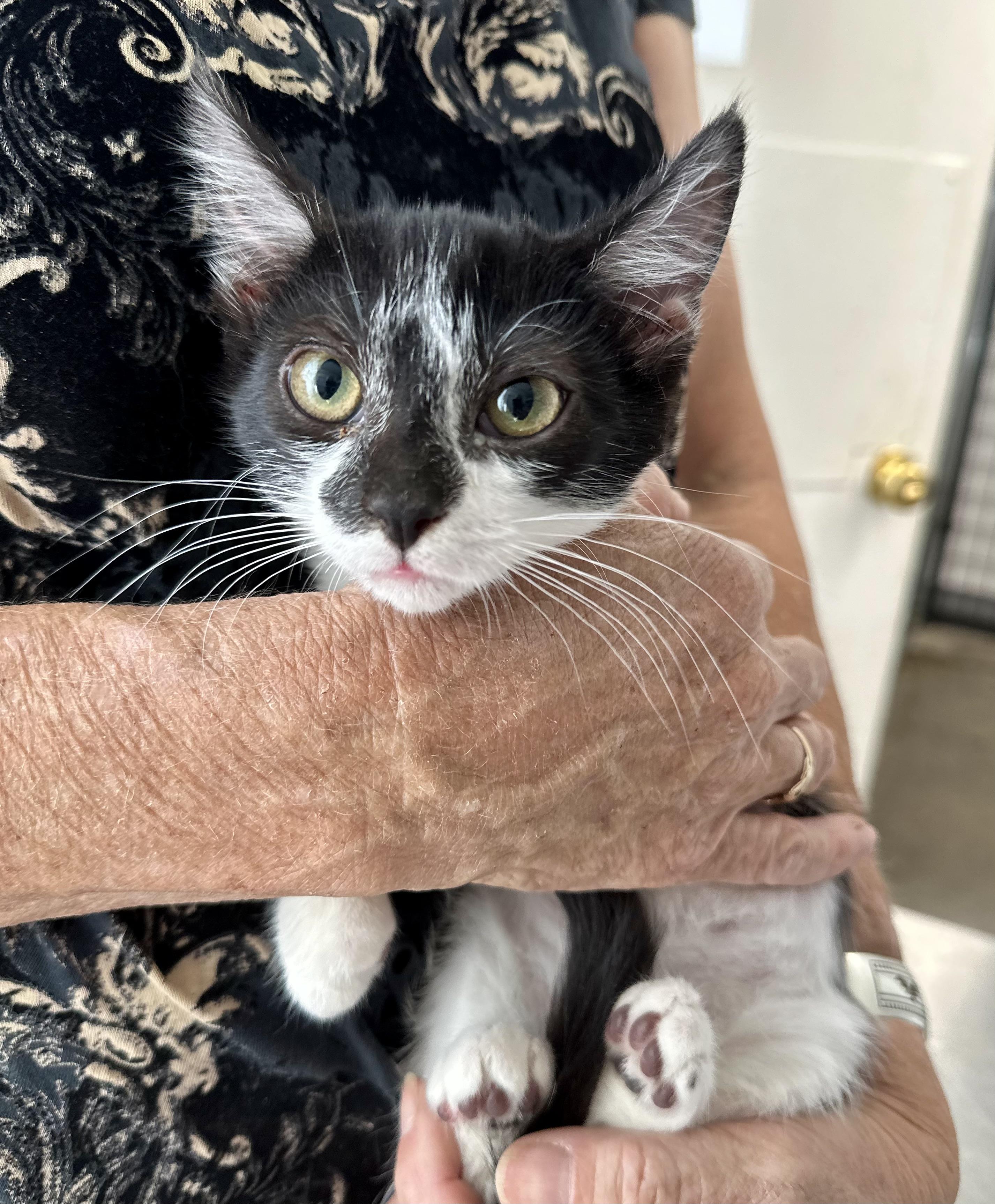 Mae 0125 — thumbnail 2