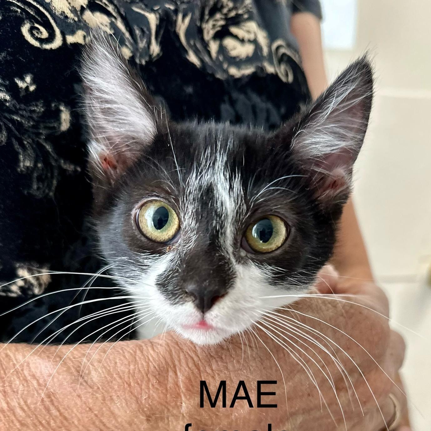 Mae