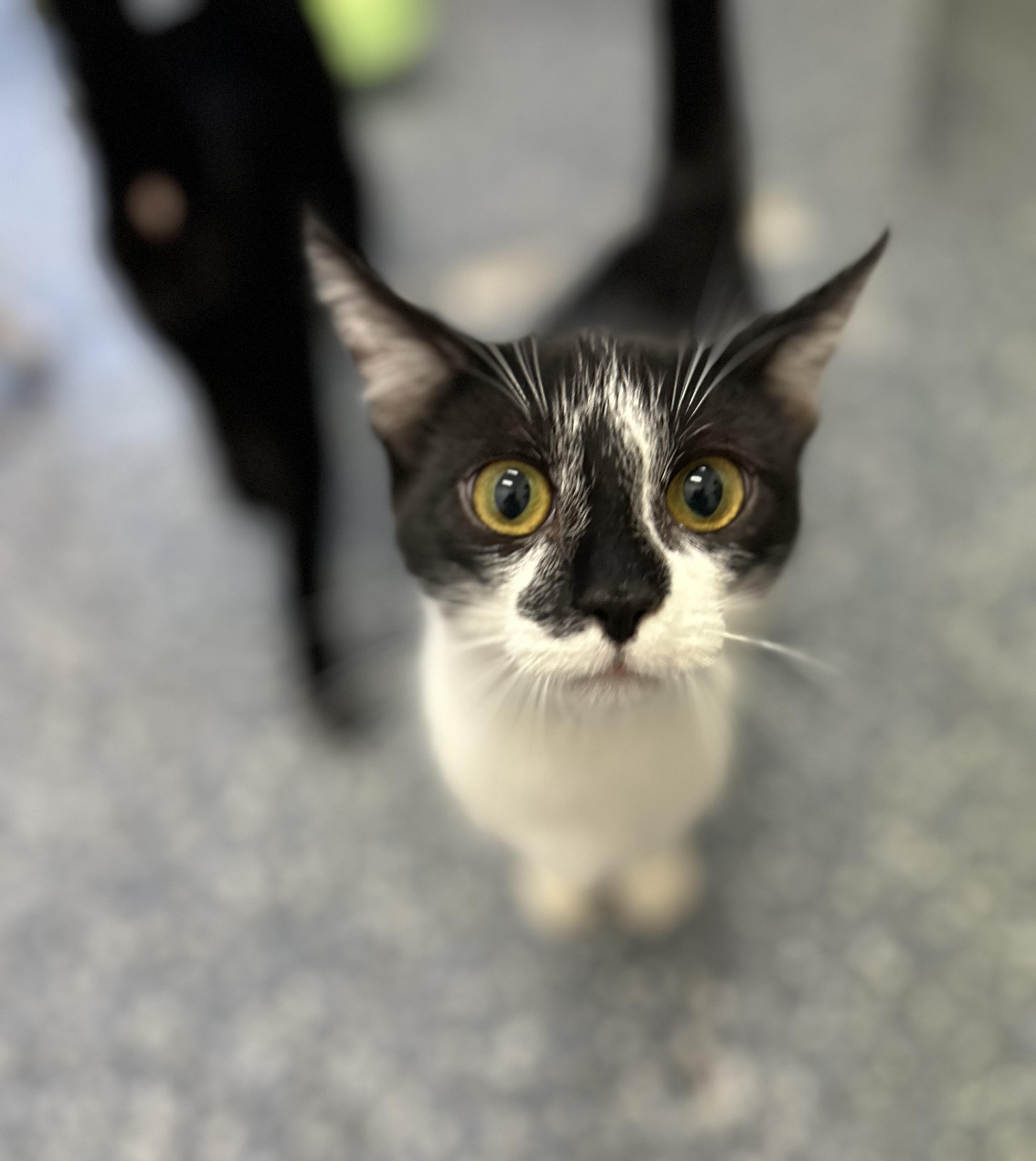 Mae 0125 — thumbnail 4