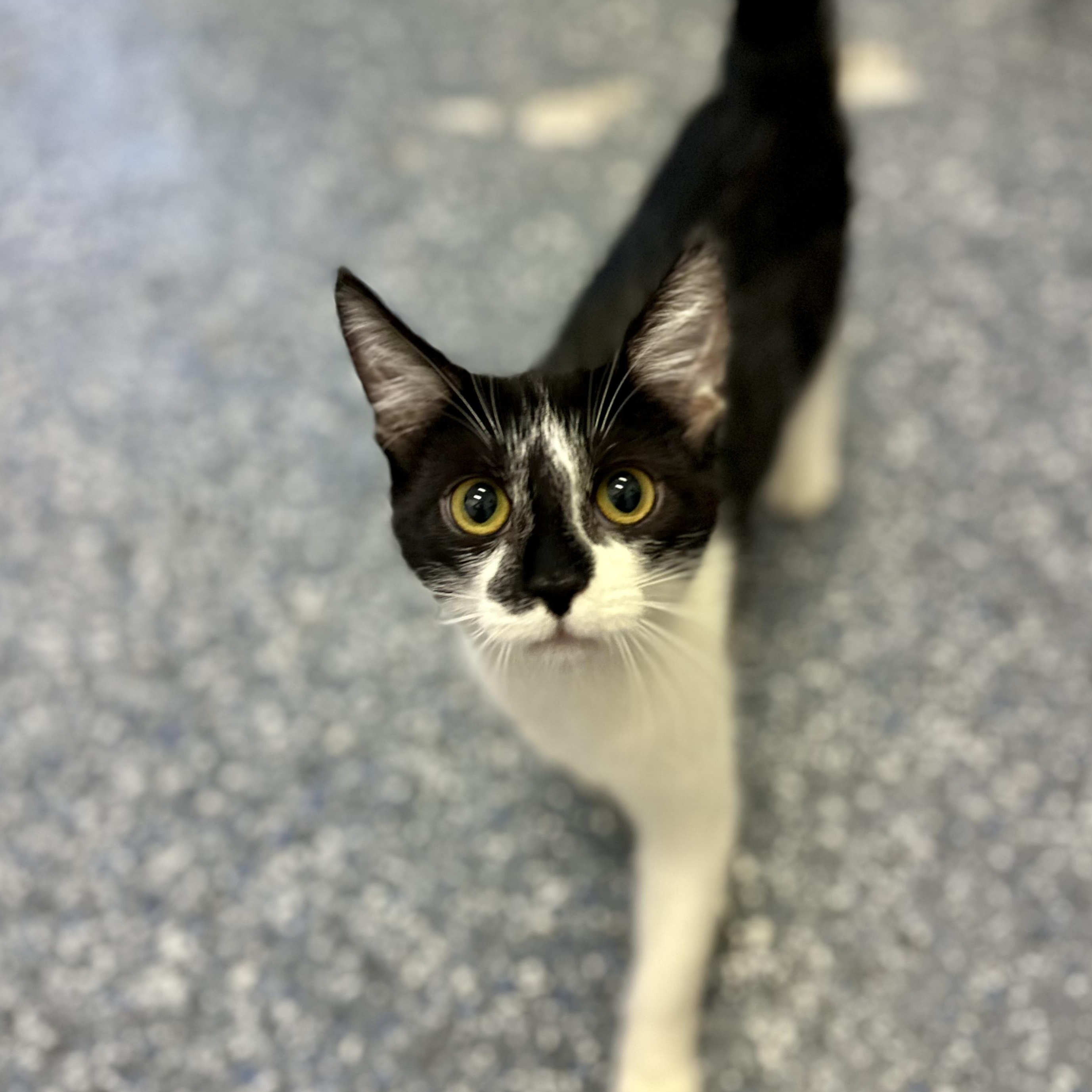 Mae 0125 — thumbnail 5