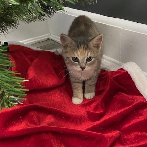 Joy, an adopted Domestic Short Hair in LANETT, AL image 2/3