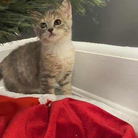 Joy, an adopted Domestic Short Hair in LANETT, AL image 3/3