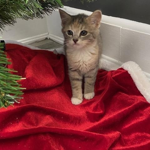 Joy, adopted, Young Female Domestic Short Hair.