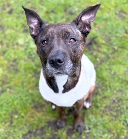 Kamari, Adoptable, Young Female Pit Bull Terrier & Mixed Breed.