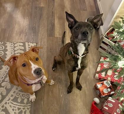 Kamari, Adoptable, Young Female Pit Bull Terrier & Mixed Breed.