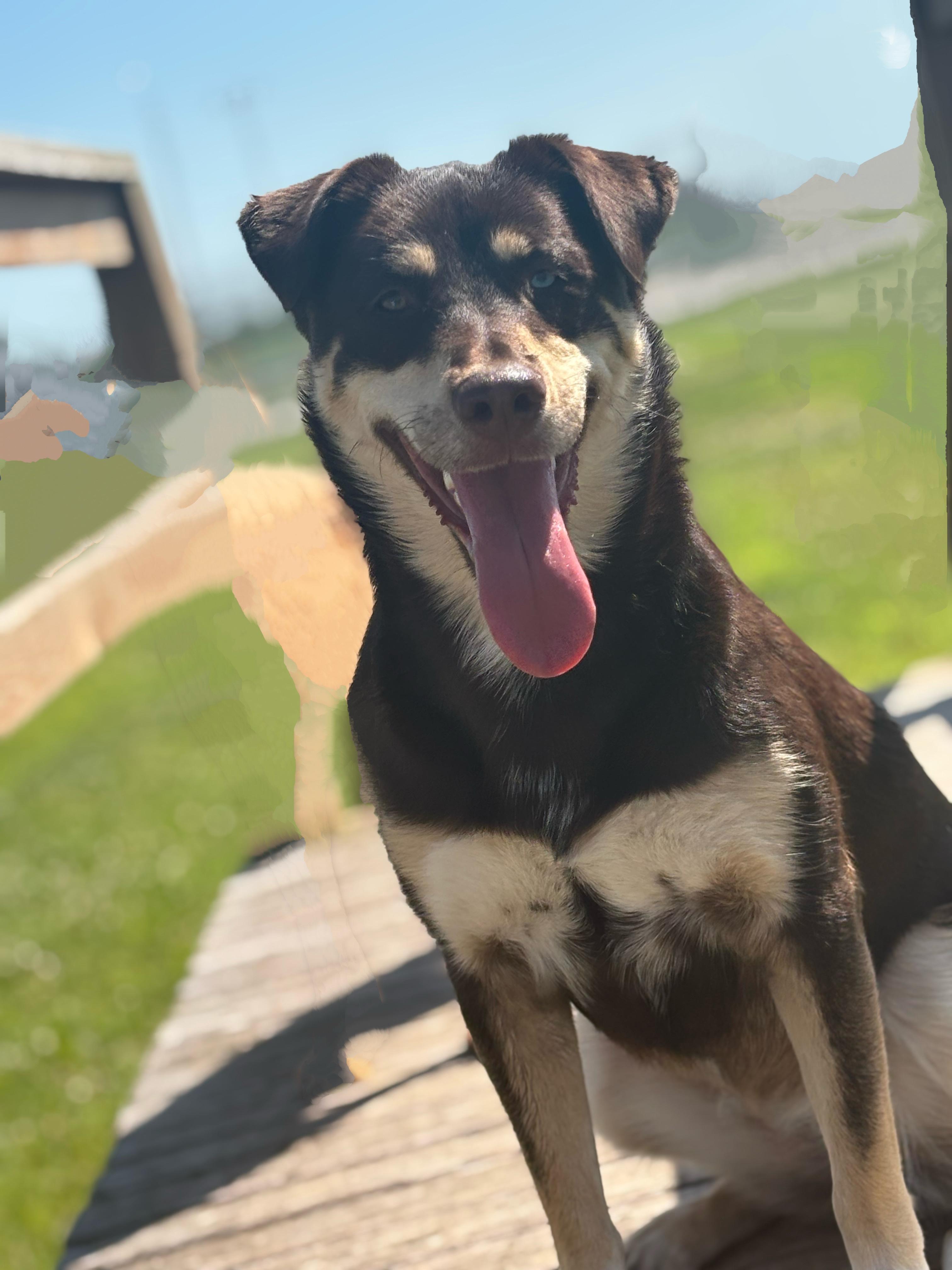 Enlarge Kira, a Adoptable mixed breed in Rockwell City, IA image 1/3