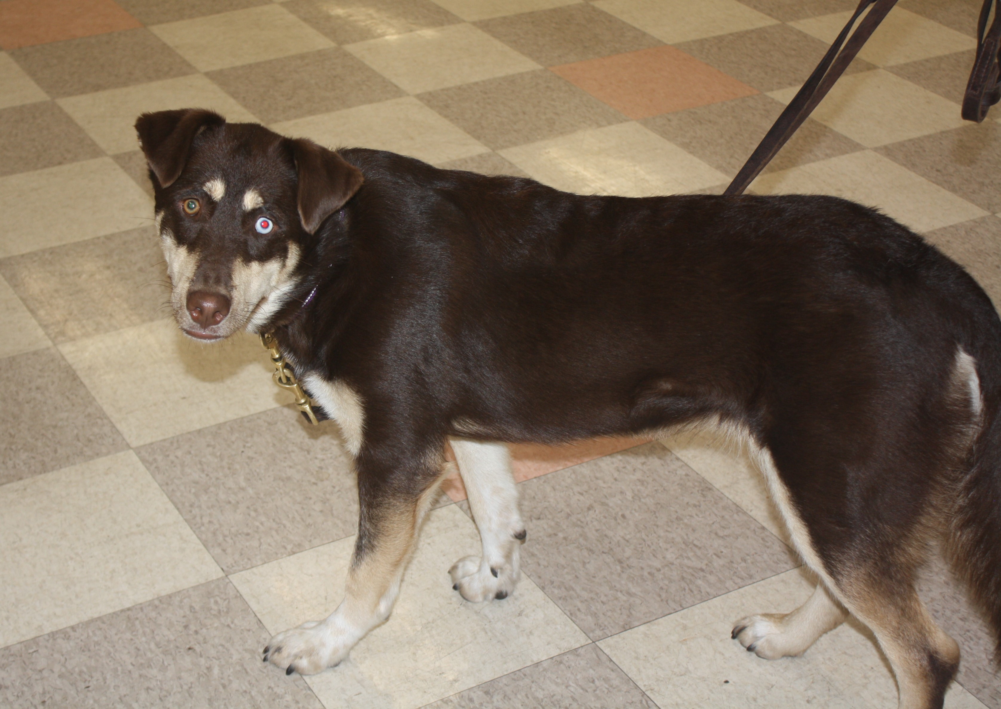 Enlarge Kira, a Adoptable mixed breed in Rockwell City, IA image 2/3