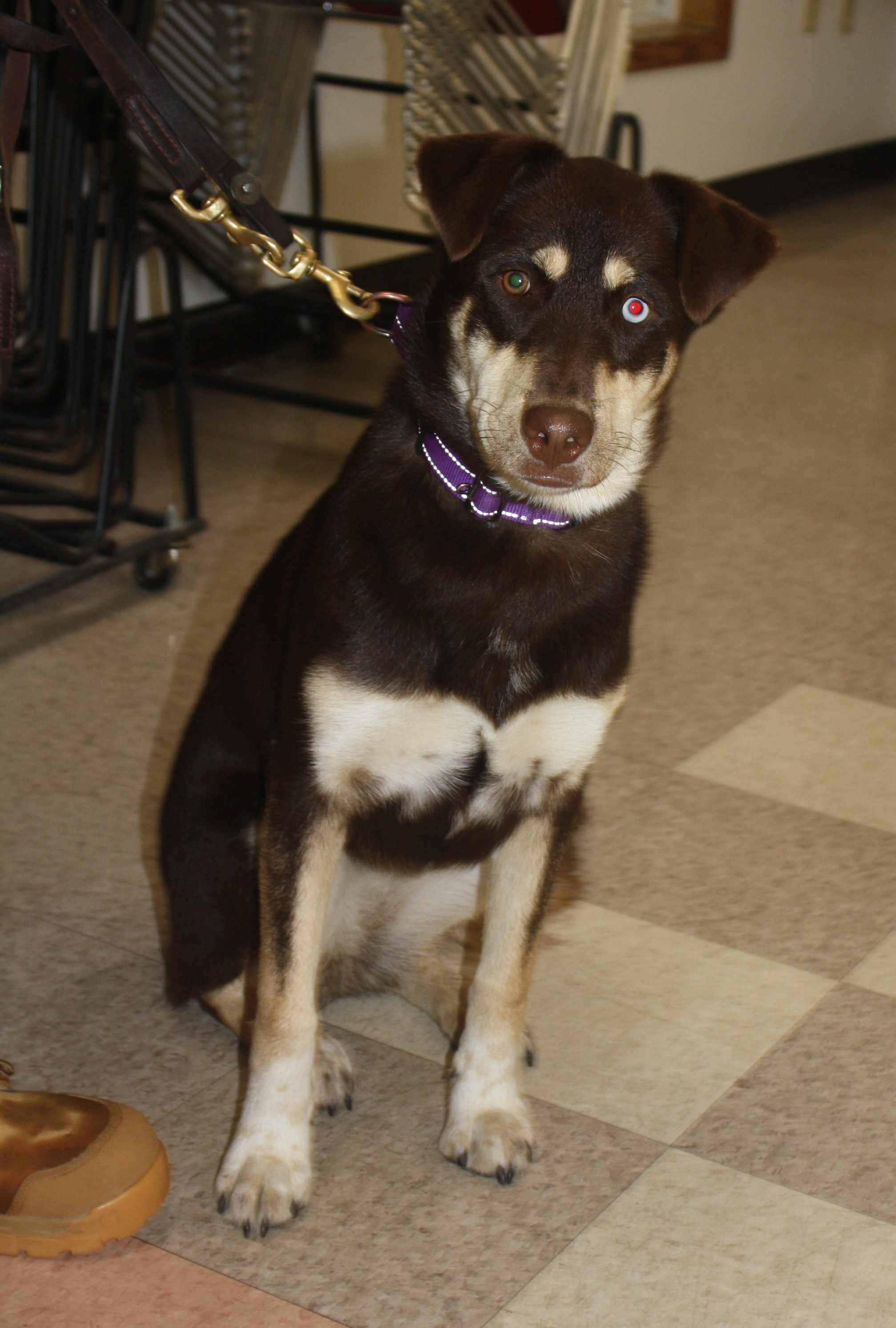 Enlarge Kira, a Adoptable mixed breed in Rockwell City, IA image 3/3