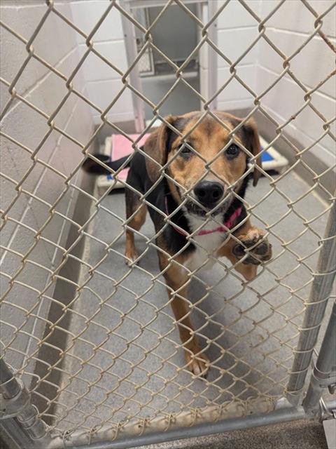 ELIZABETH, Adoptable, Young Female Beagle & Mixed Breed.