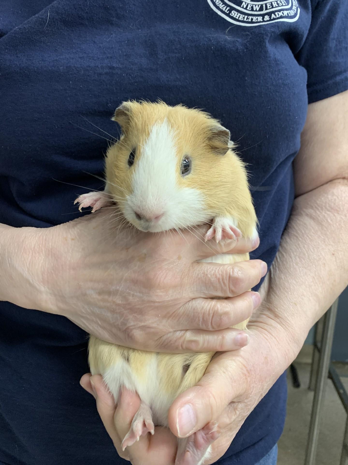 Twinkie, an adoptable Short-Haired in Teterboro, NJ_image-1